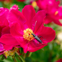Insecte sur une fleur rose