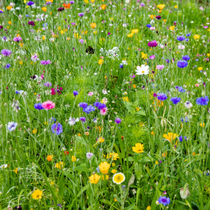 Fleurs pour la biodiversité
