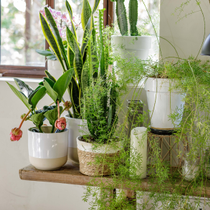 Des plantes vertes d'intérieur et des cactus.