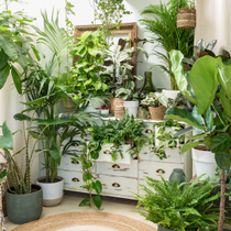 Des plantes vertes d'intérieur sur une commode.