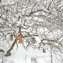 Des mangeoires suspendus à un arbre sous la neige.