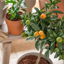 Un arbre à kumquats.