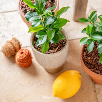 Des plantes vertes et un citron.