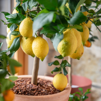 Des citrons sur un citronnier en pot.