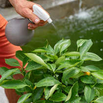 Une personne qui asperge d'eau les feuilles d'un calamondin.