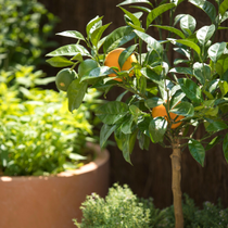 Le haut d'un arbuste de calamondin.