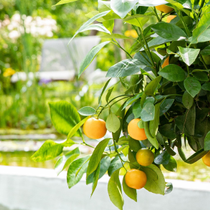 Une branche de calamondin.