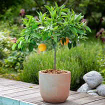 Un calamondin dans un pot au bord d'une piscine.