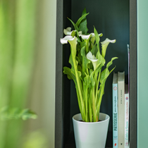 Un calla et des livres.