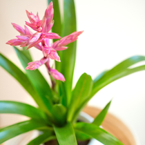 Une fleur de guzmania rose.