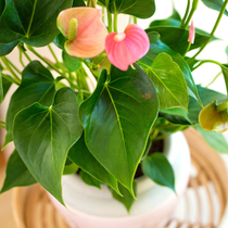 Deux fleurs d'anthurium roses.