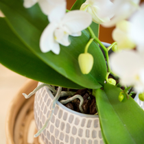 Une orchidée blanche de près.