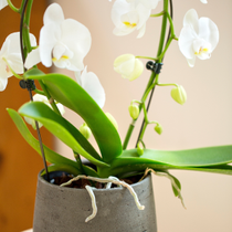 Une orchidée blanche dans un pot effet ciment.