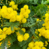 Des fleurs de mimosa jaunes.