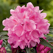 Des fleurs de rhododendron roses.