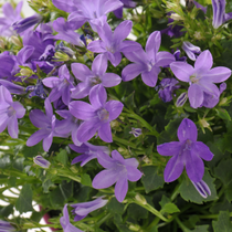 Des fleurs de campanule violettes.