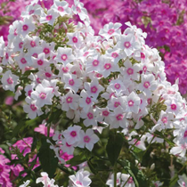 Des fleurs de phlox blanches.