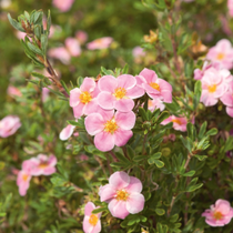 Des fleurs de potentille roses.