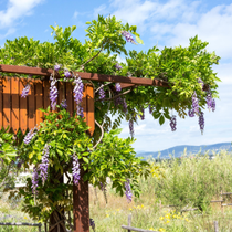 De la glycine sur un abris.