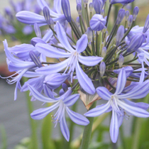 Des fleurs d'agapanthe violettes.