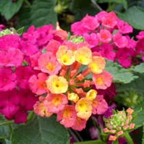 Des fleurs de lantana roses.