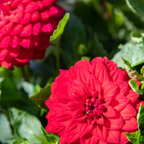 Des fleurs de dahlia rouges.