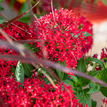 Des fleurs de pentas rouges.