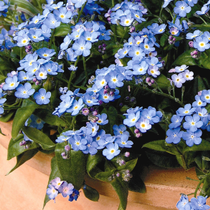 Des fleurs de myosotis bleues.