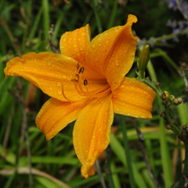 Une fleur d'hémérocalle orange.