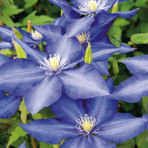 Des fleurs de clématite bleues.