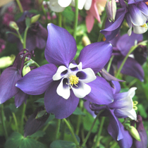 Une fleur d'ancolie violette.