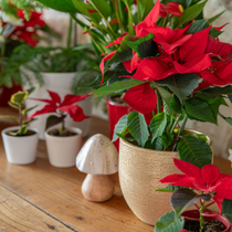 Des plantes d'hiver sur un bureau