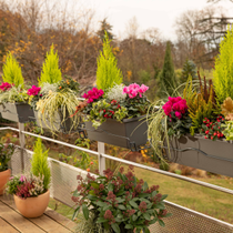 Un balcon rempli de jardinières et de pots pour l'automne