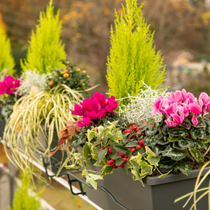 Un zoom sur des jardinières d'automne