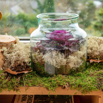 Un terrarium ouvert avec un chou