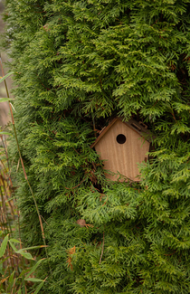 Un nichoir dans un arbre