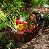 Récolte de légumes dans un panier au potager