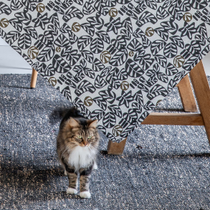 Une chat sous une table