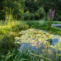 Un bassin aquatique dans un jardin