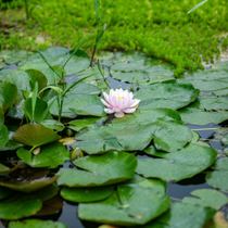 Une mare au jardin avec des nénuphars