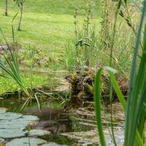 Une mare au jardin