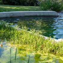 Une piscine et un bassin aquatique