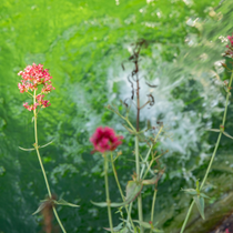 Des fleurs et une piscine en contre bas