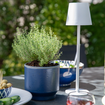 Un aromatique en pot sur une table de jardin