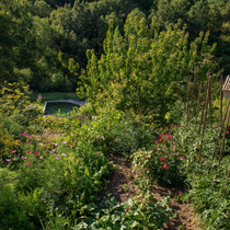 Un potager entouré de fleurs