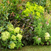 Arbustes à fleurs dans une haie du jardin
