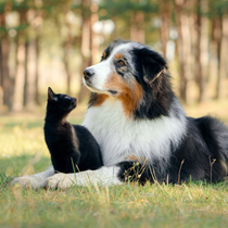 Un chien et un chat