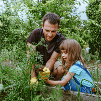 Un père et sa fille cultivent des légumes au potager