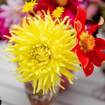 Une dahlia jaune