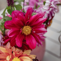 Une dahlia rose